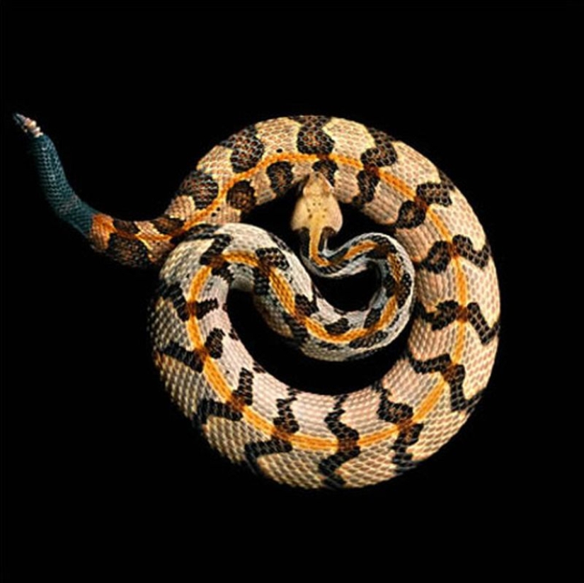 The incredible beauty of venomous snakes in Mark Light's photo project