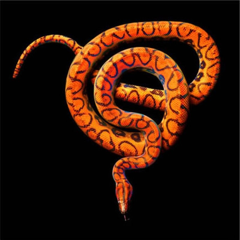 The incredible beauty of venomous snakes in Mark Light's photo project