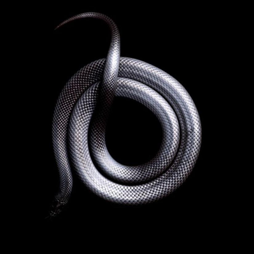 The incredible beauty of venomous snakes in Mark Light's photo project