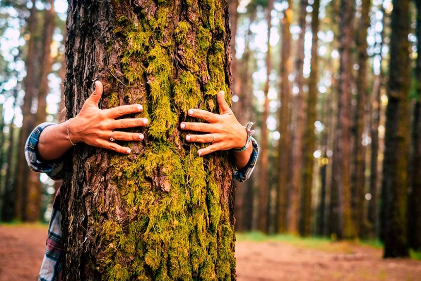 The Japanese art of Shinrin-yoku, or How to walk in the forest