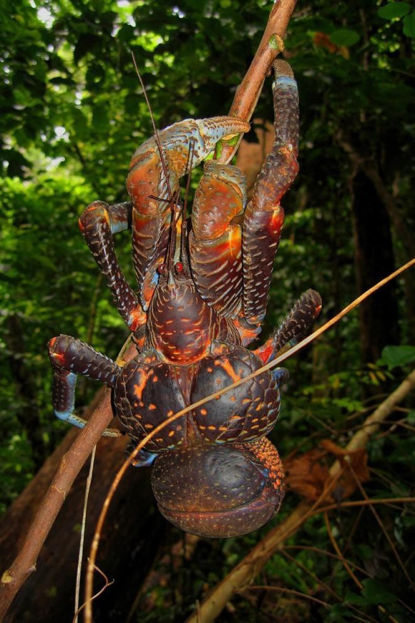 The largest representative of arthropods is the coconut crab or palm thief.