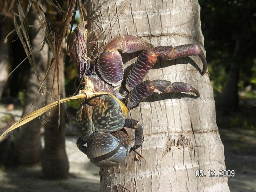 The largest representative of arthropods is the coconut crab or palm thief.