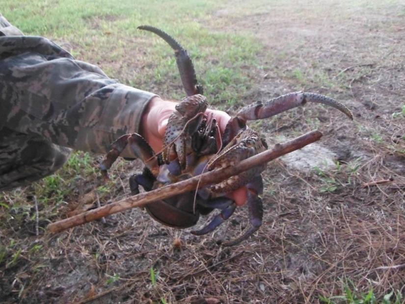 The largest representative of arthropods is the coconut crab or palm thief.