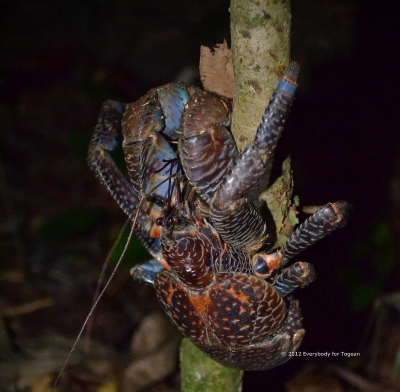 The largest representative of arthropods is the coconut crab or palm thief.