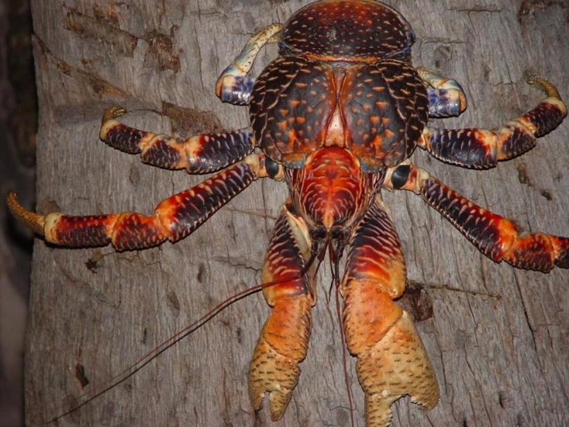 The largest representative of arthropods is the coconut crab or palm thief.