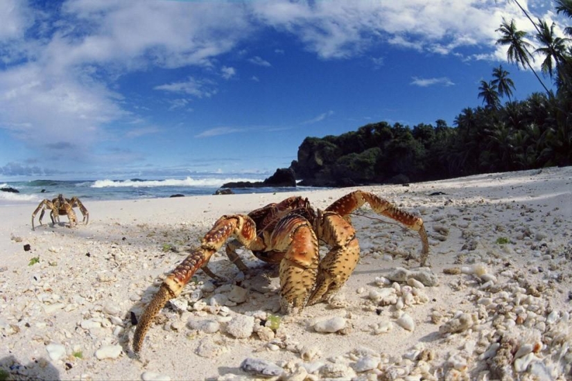 The largest representative of arthropods is the coconut crab or palm thief.