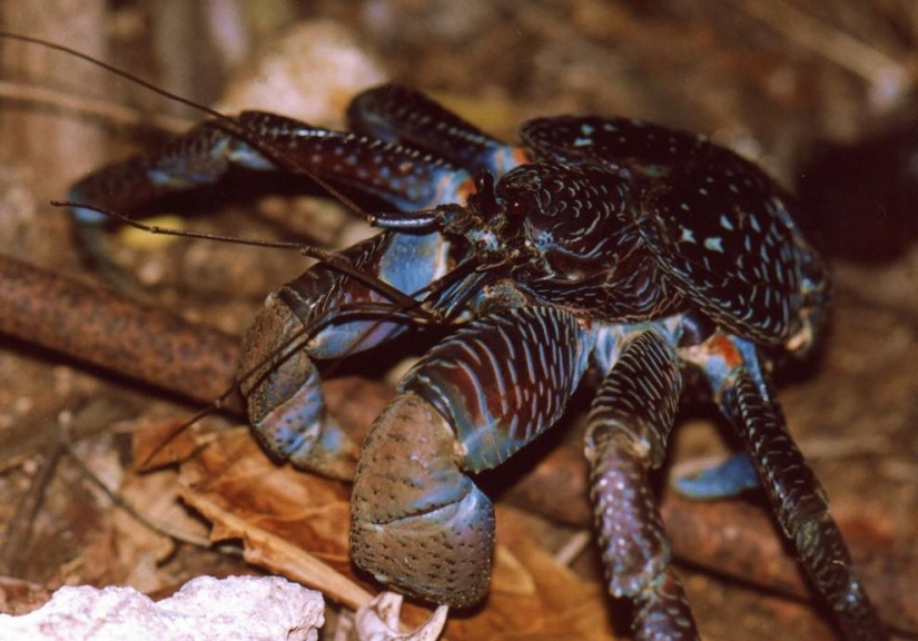 The largest representative of arthropods is the coconut crab or palm thief.