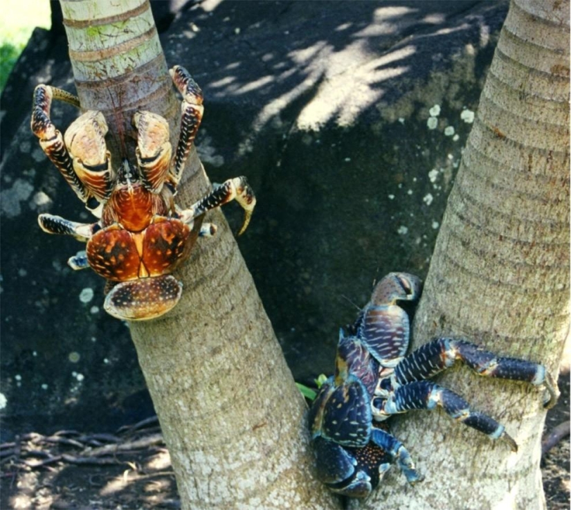 The largest representative of arthropods is the coconut crab or palm thief.