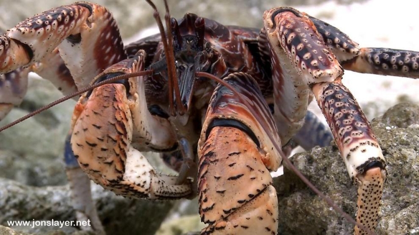 The largest representative of arthropods is the coconut crab or palm thief.