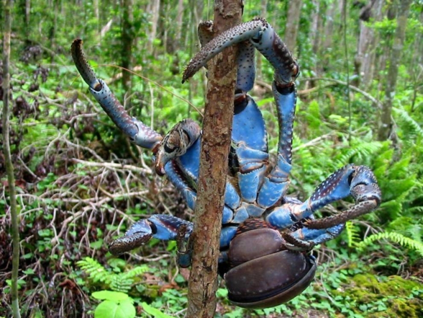 The largest representative of arthropods is the coconut crab or palm thief.