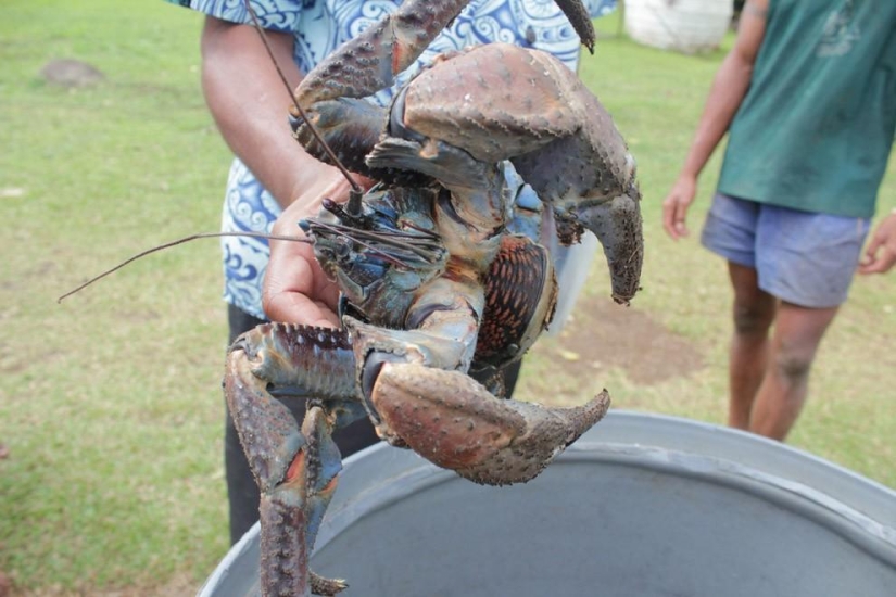 The largest representative of arthropods is the coconut crab or palm thief.