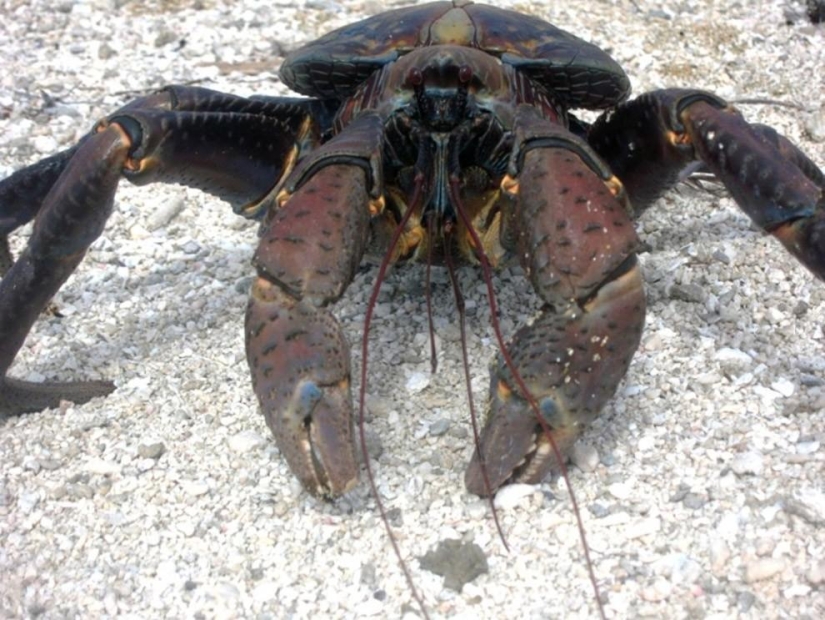 The largest representative of arthropods is the coconut crab or palm thief.