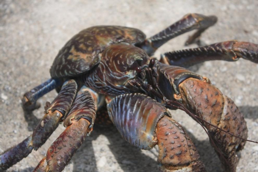 The largest representative of arthropods is the coconut crab or palm thief.