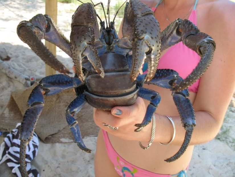 The largest representative of arthropods is the coconut crab or palm thief.