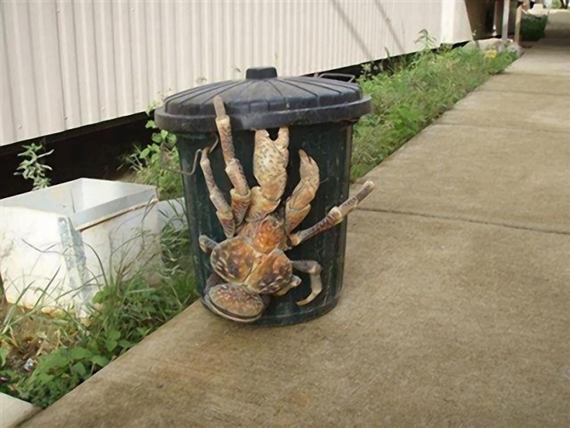 The largest representative of arthropods is the coconut crab or palm thief.