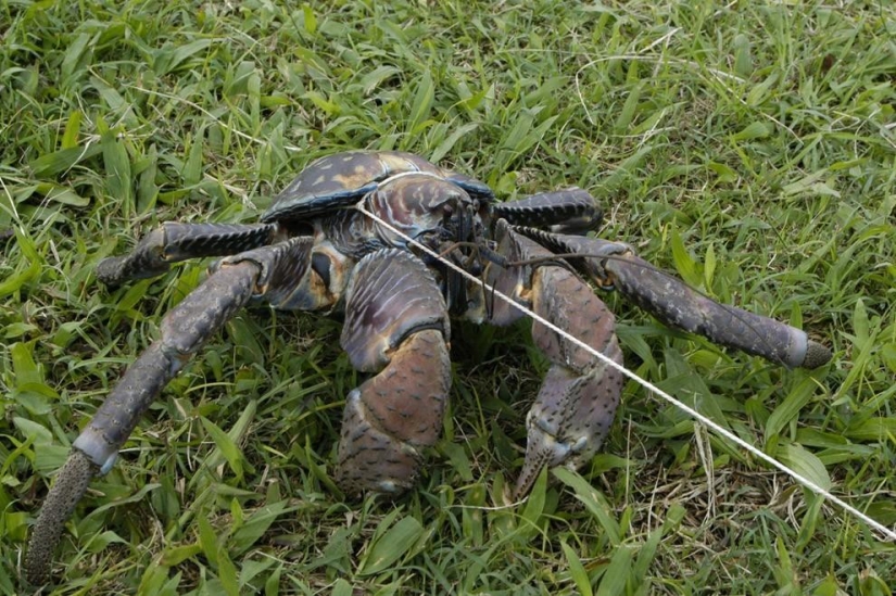 The largest representative of arthropods is the coconut crab or palm thief.