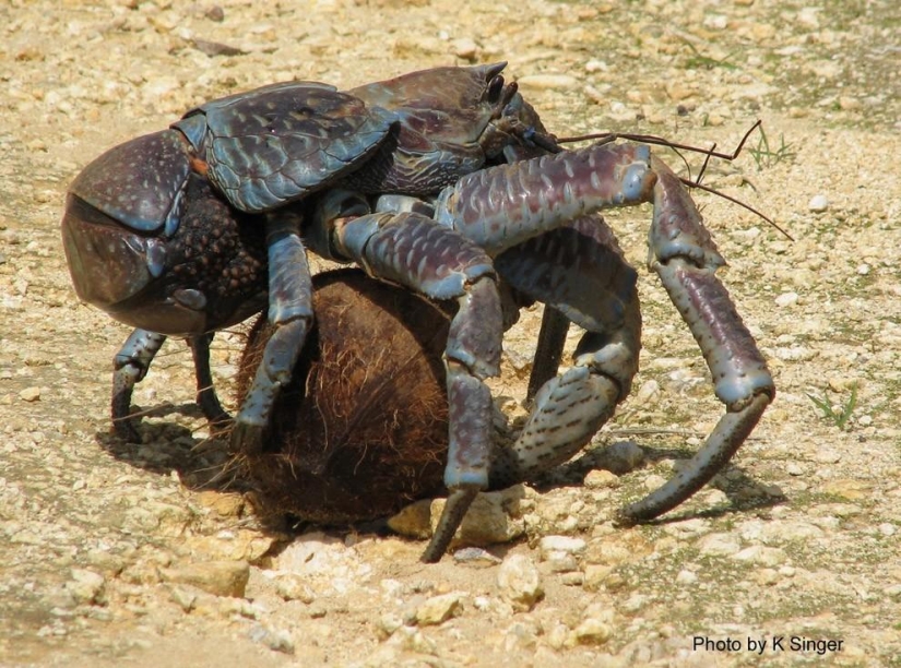 The largest representative of arthropods is the coconut crab or palm thief.