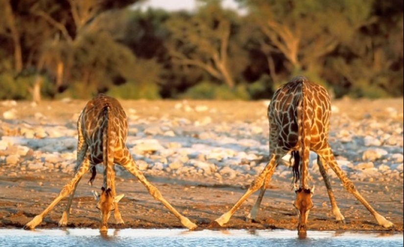 The life of a giraffe is a daily hell and all because of the long neck