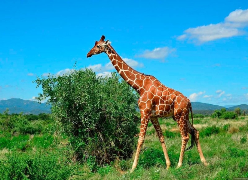 The life of a giraffe is a daily hell and all because of the long neck