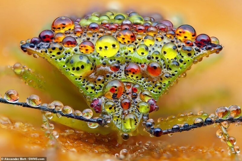 The life of insects: amazing macro photography by Alexander Mette