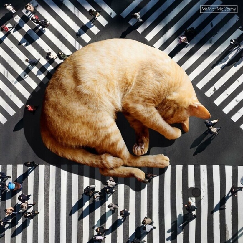 The master of Photoshop has shown what the world will be like if it is captured by cats