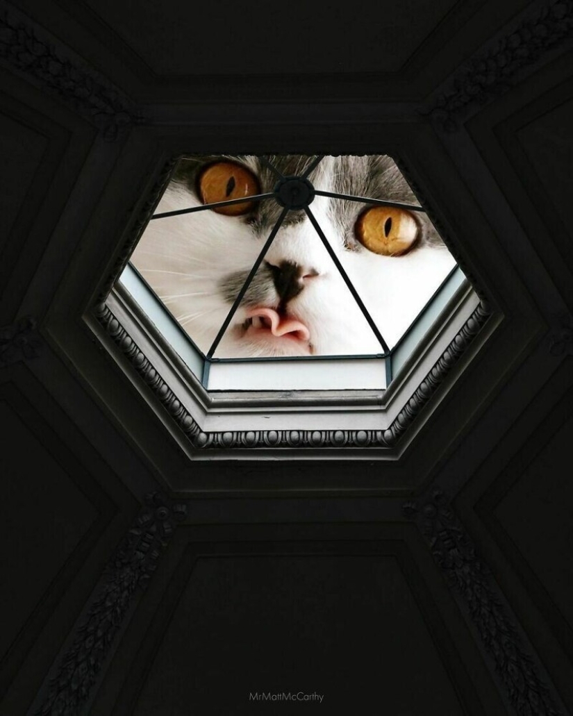 The master of Photoshop has shown what the world will be like if it is captured by cats