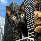 The master of Photoshop has shown what the world will be like if it is captured by cats