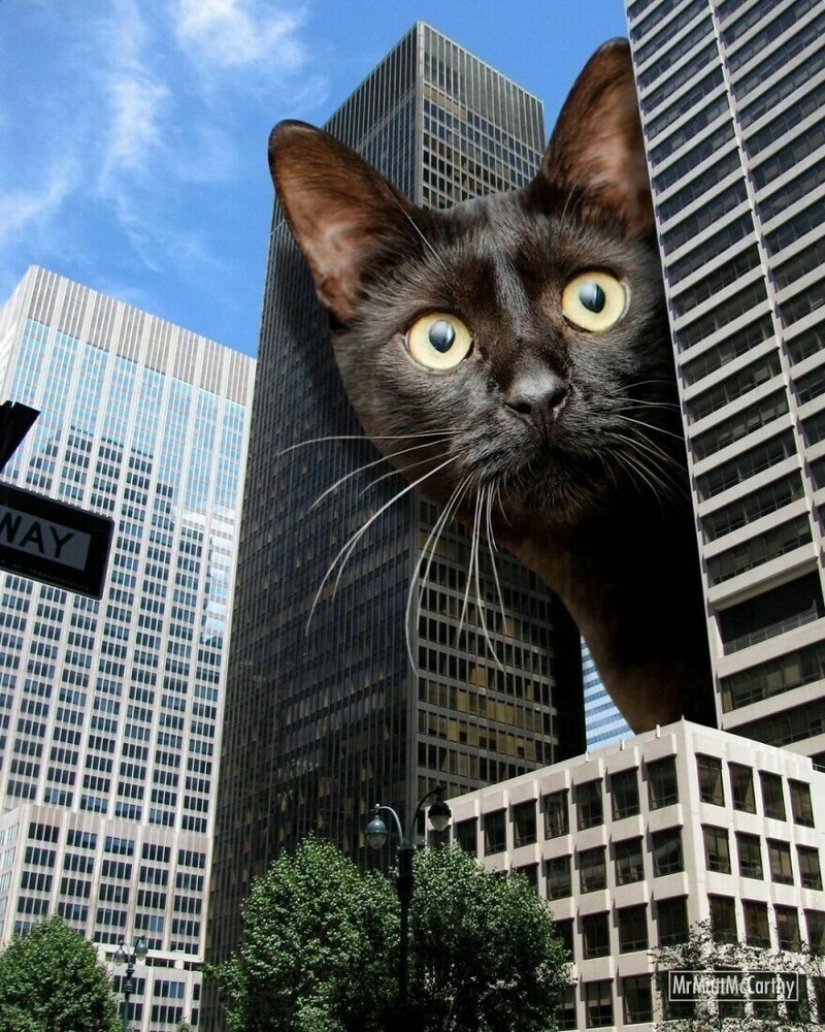 The master of Photoshop has shown what the world will be like if it is captured by cats