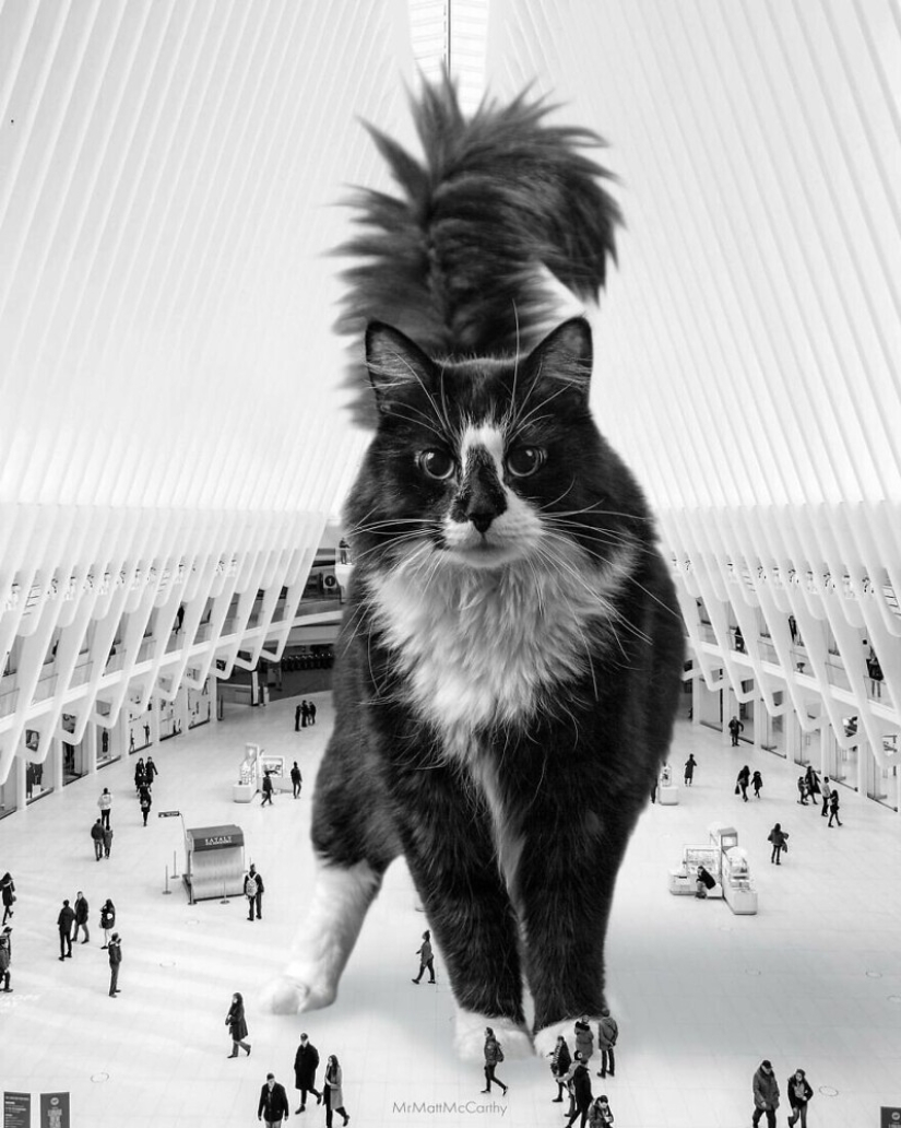 The master of Photoshop has shown what the world will be like if it is captured by cats