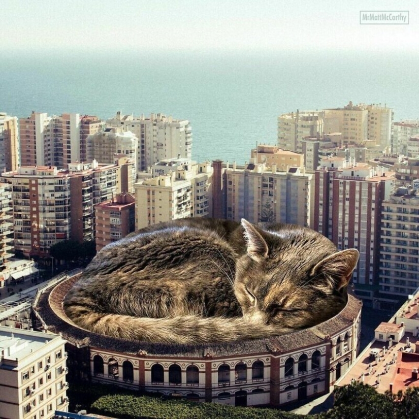 The master of Photoshop has shown what the world will be like if it is captured by cats