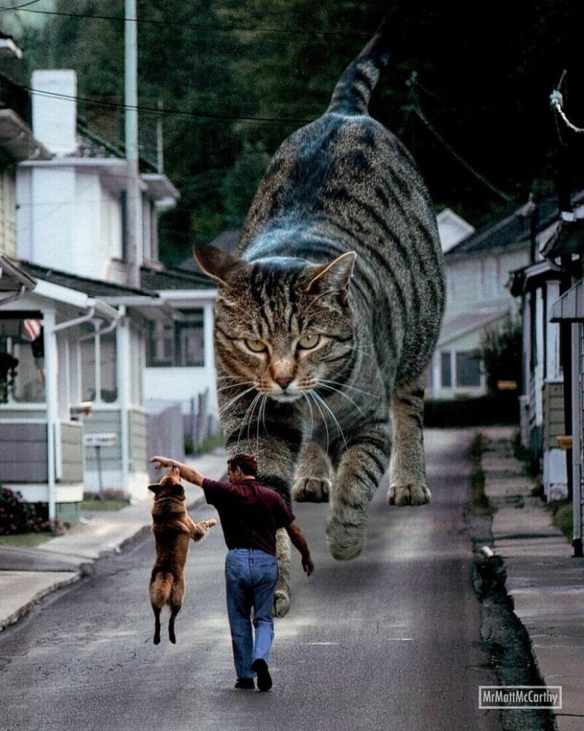 The master of Photoshop has shown what the world will be like if it is captured by cats