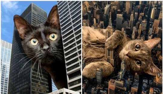 The master of Photoshop has shown what the world will be like if it is captured by cats