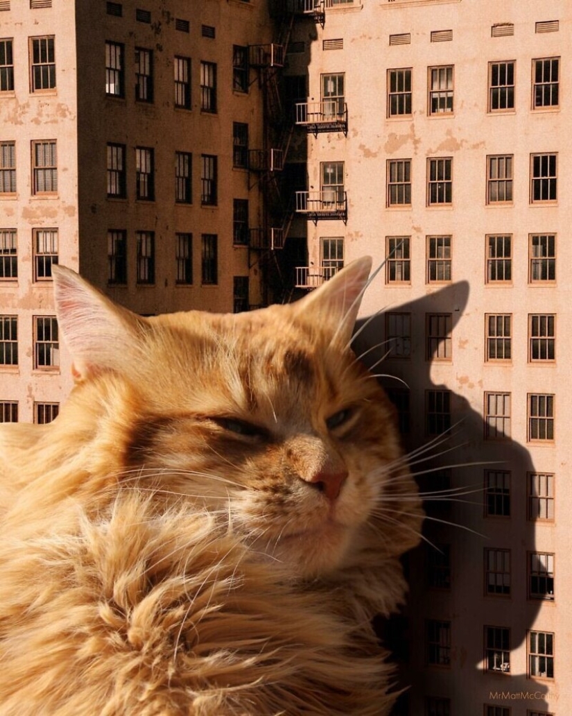 The master of Photoshop has shown what the world will be like if it is captured by cats