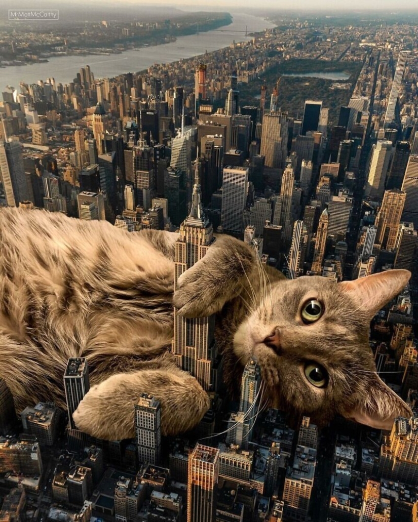 The master of Photoshop has shown what the world will be like if it is captured by cats