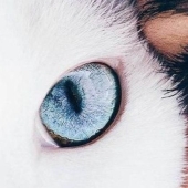 The mirror of the soul: what can you tell us about the human eye