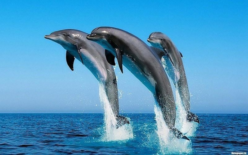 The most amazing facts about dolphins