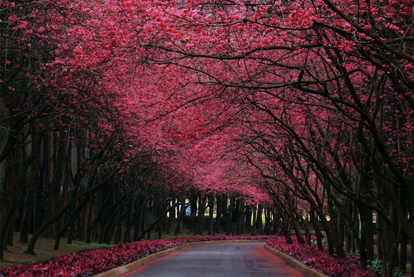The most beautiful trees in the world