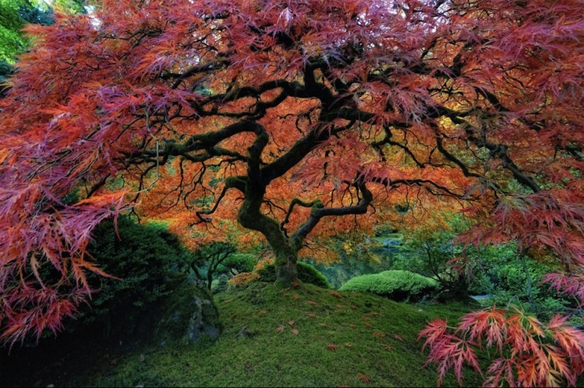 The most beautiful trees in the world