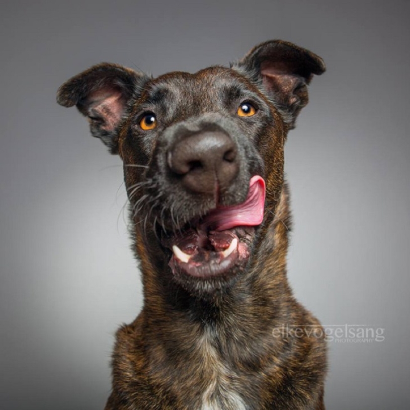 The most expressive dogs in the world by Elke Vogelslang