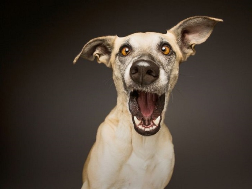 The most expressive dogs in the world by Elke Vogelslang