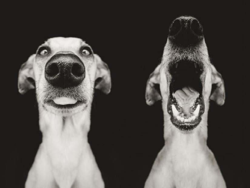 The most expressive dogs in the world by Elke Vogelslang