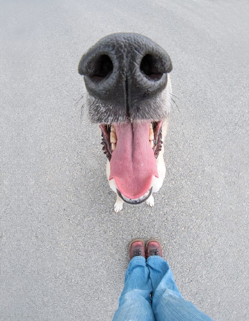 The most expressive dogs in the world by Elke Vogelslang