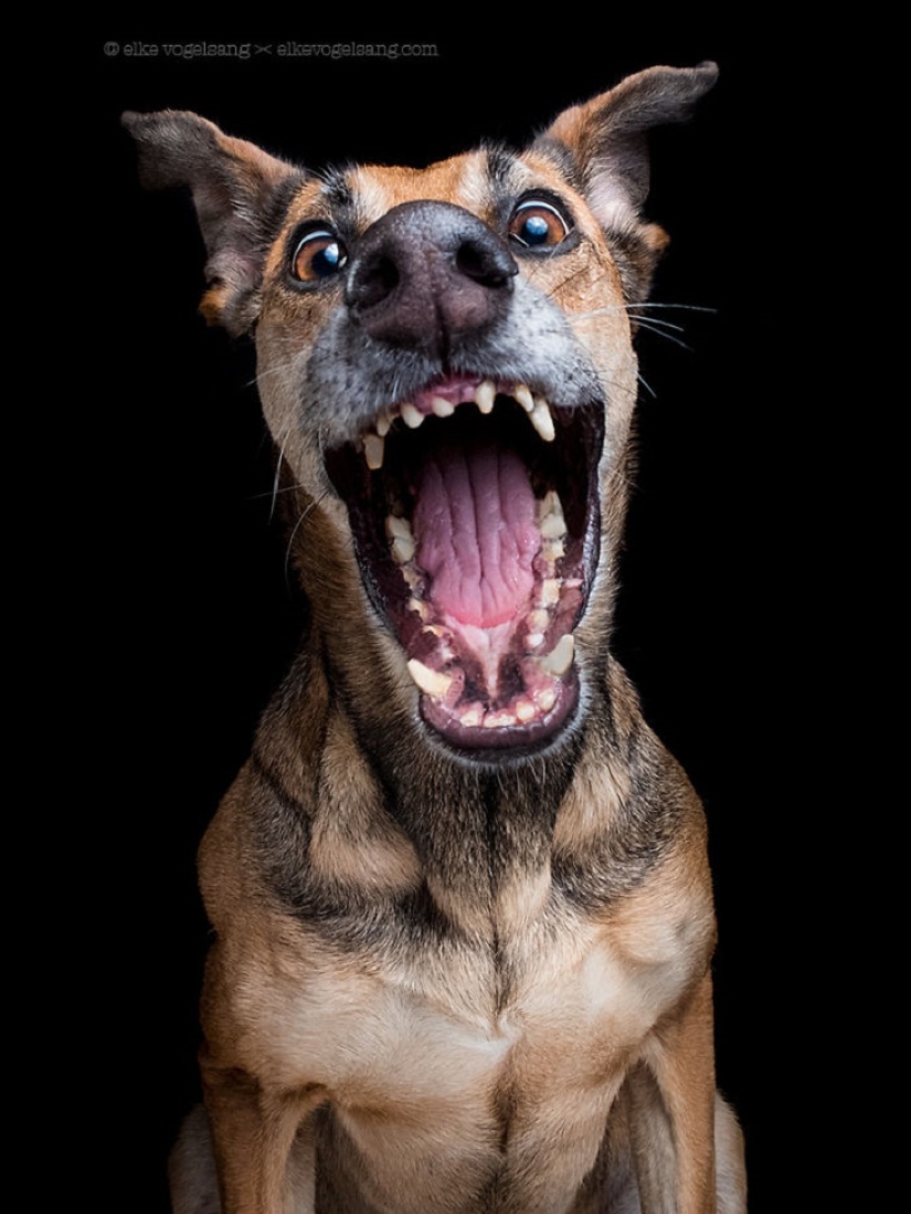 The most expressive dogs in the world by Elke Vogelslang