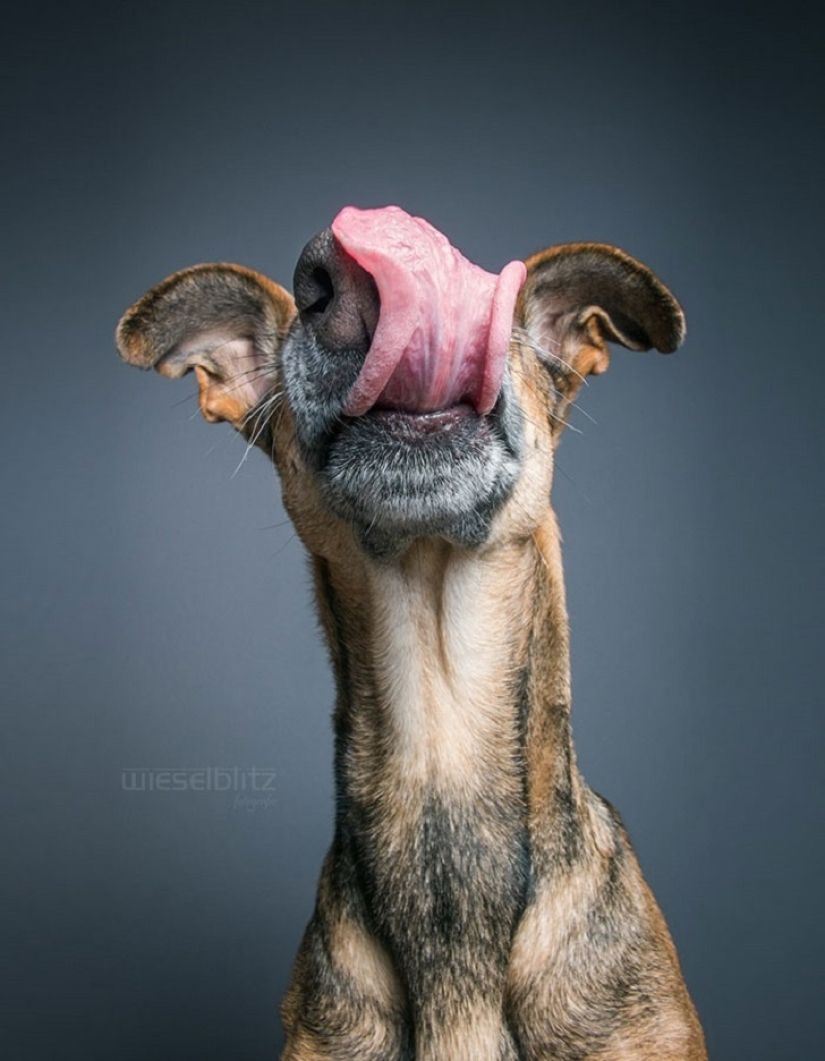 The most expressive dogs in the world by Elke Vogelslang