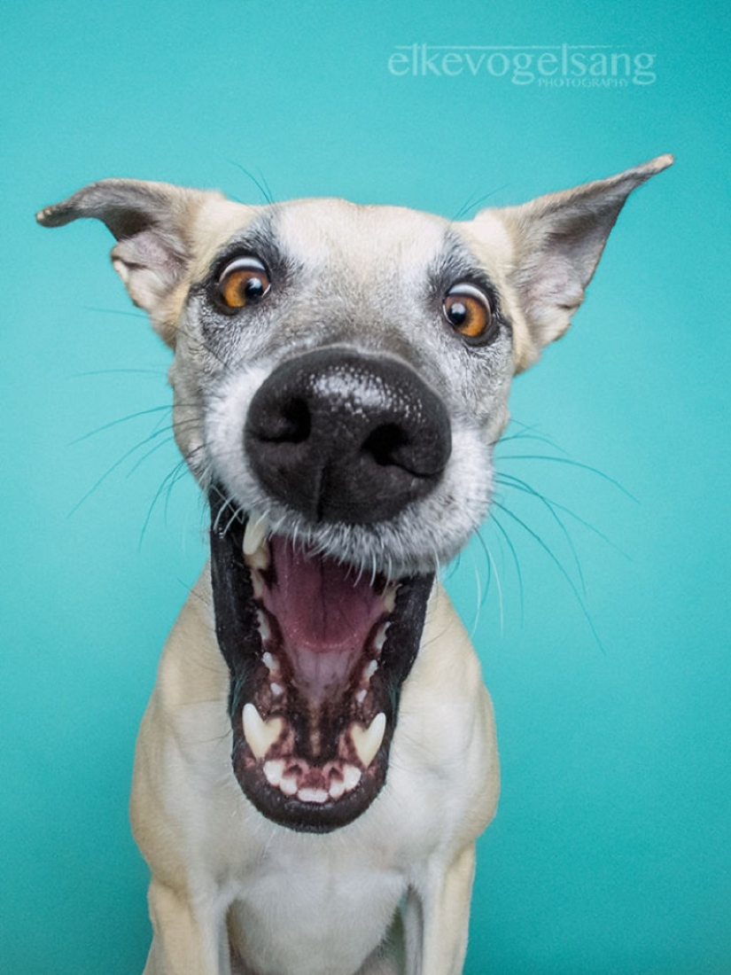 The most expressive dogs in the world by Elke Vogelslang