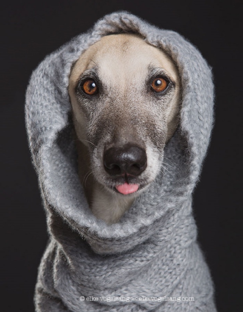 The most expressive dogs in the world by Elke Vogelslang