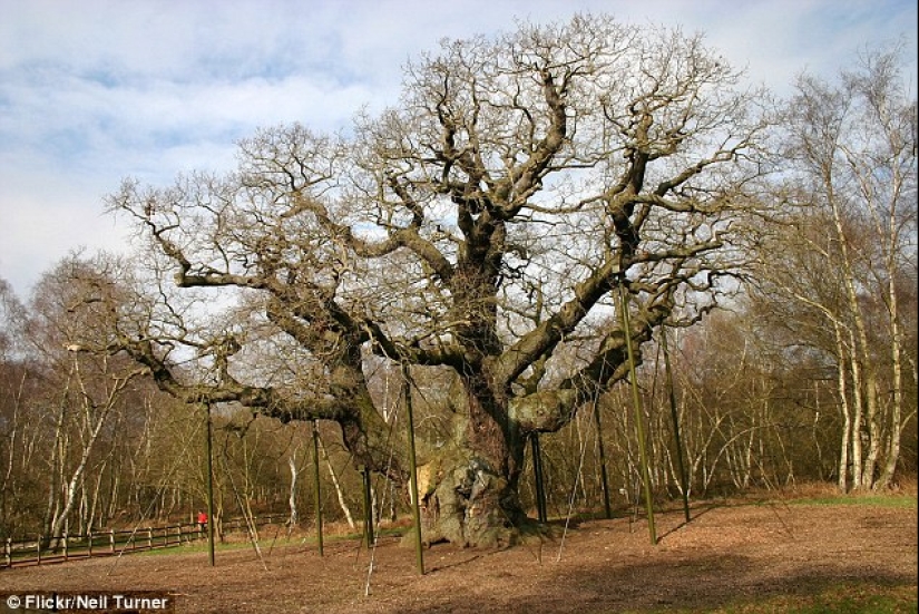 The most famous trees in the world, famous in film, music and painting