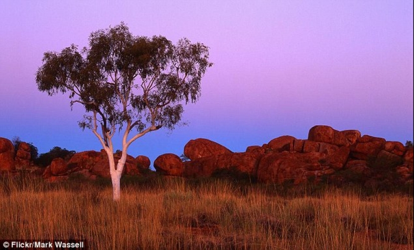 The most famous trees in the world, famous in film, music and painting