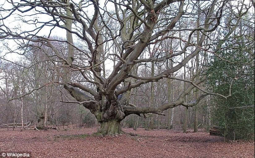 The most famous trees in the world, famous in film, music and painting