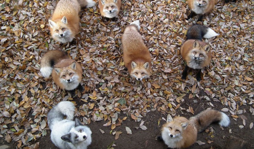 The most mimimish place on earth is the Japanese village of foxes